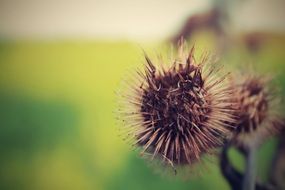 stunning thistle flower