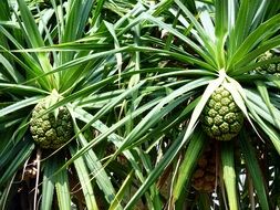 Exotic pineapple plants in the forest