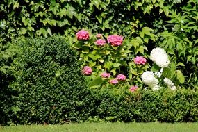 landscape of flower shrubs in the green garden