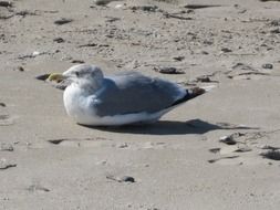 seagull lays on wet sand