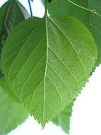 fresh green leaves on a white background close-up