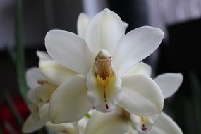 white orchids close up