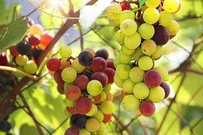 gorgeous winegrowing garden