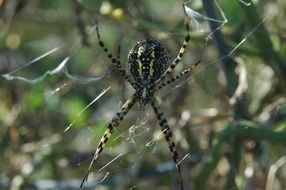 Colorful poisonous spooky spider on the cobweb among the plants