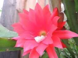 pink flower on a cactus