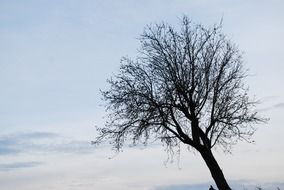 Lonely tree in Spain at dusk