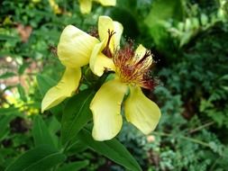 yellow summer flower near green plants