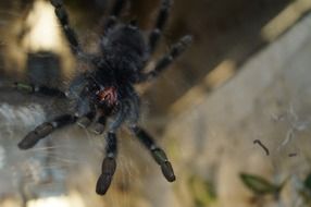 tarantula mandibles spider