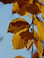 Colorful autumn leaves against the blue sky