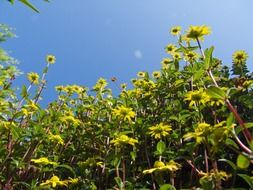 flowers yellow hussar