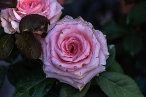 rose flower beautiful petals