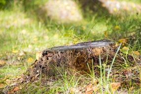 stump summer Green grass forest