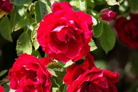 bush of red roses