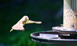 hummingbird bird fluttering portrait
