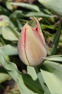 closed tulip flower