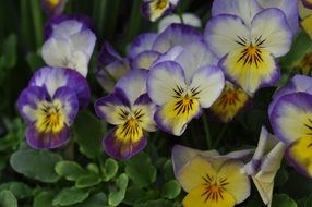 pansy flower blossom close-up on blurred background