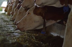 cows feeding on a farm close-up