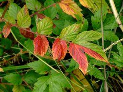 madly beautiful leaves