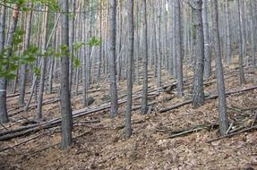 thin tree trunks in the forest
