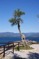 olive tree on the ocean