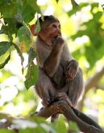 monkey with finger in mouth in India