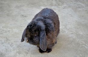 cute gray rabbit