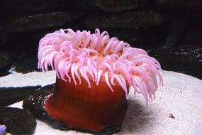 anemone in an aquarium