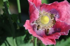 bees on poppy flower collecting pollen