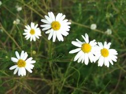 white bright daisies in the meadow closeup