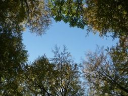 wonderful nature trees