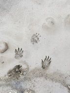 footprints on white sand