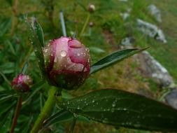dew drops on pink peony flower buds