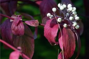 plant bush with red leaves and white berries