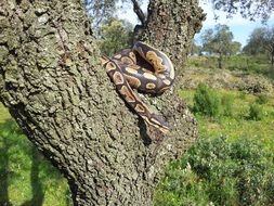 spotted snake on a tree on a sunny day