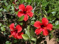 red garden hibiscus