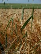 agricultural field with cereals