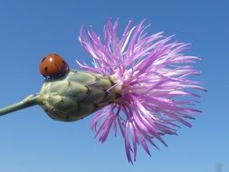 ladybug on a thistle flower