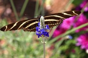 striped butterfly on blue flower