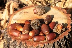 acorns lie on a tree stump