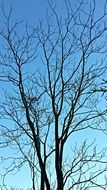 bare tree against the blue sky