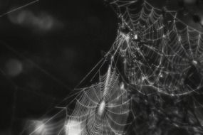 creepy spider cobweb in black and white blurred background