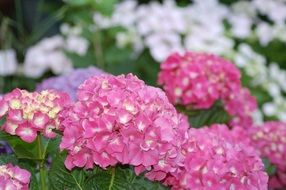 garden hydrangea flower