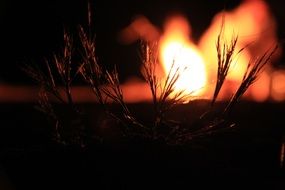 fire for the grass at night