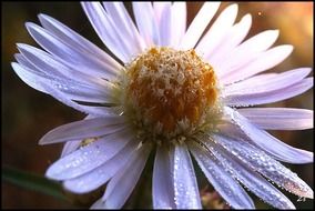 inflorescence chamomile closeup