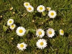 top view of a meadow of daisies