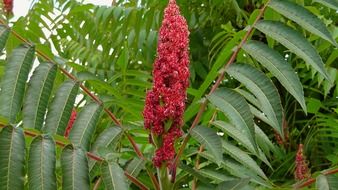tree with red flower