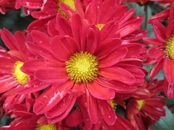 red colored chrysanthemum