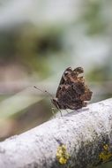 Brown wings butterfly on branch