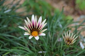 cute spring flower