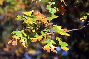 autumn oak leaves on a branch